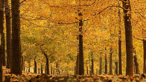 ���\�C����ӭ�����¡�������ʲô�ɫ�ģ�