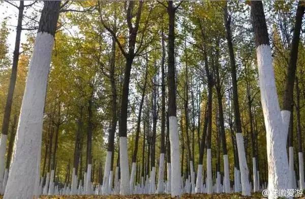 ���\�C����ӭ�����¡�������ʲô�ɫ�ģ�