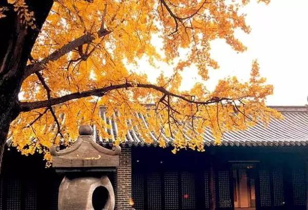 ���\�C����ӭ�����¡�������ʲô�ɫ�ģ�