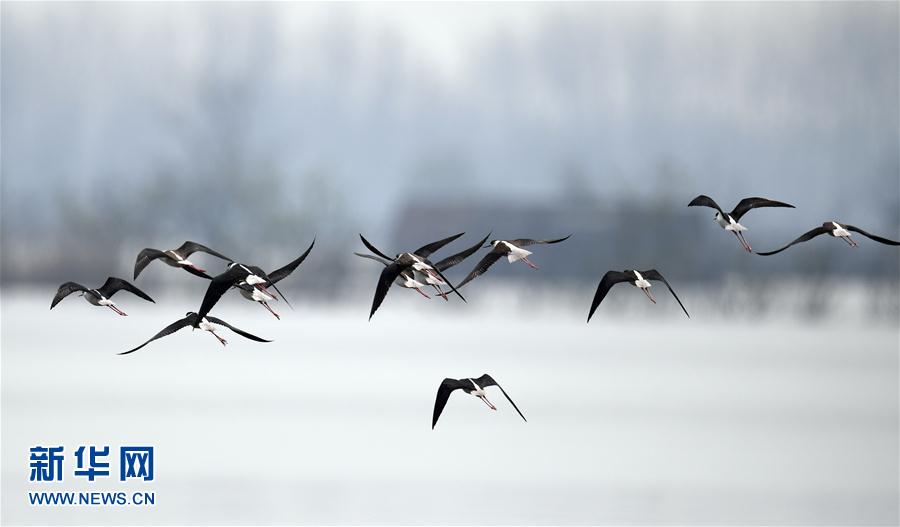 ���ջ���ˮ�T�� ǧ��ˮ���f핲�