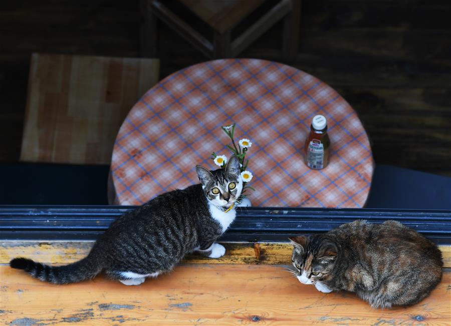 ���������5���ؑc�������Ą��օ^��������A