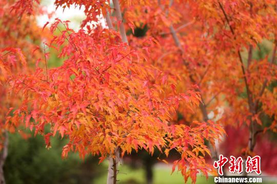 ���պ�¶�����g�Ǹ��p�ﾰ���ֵ؅^ջ���