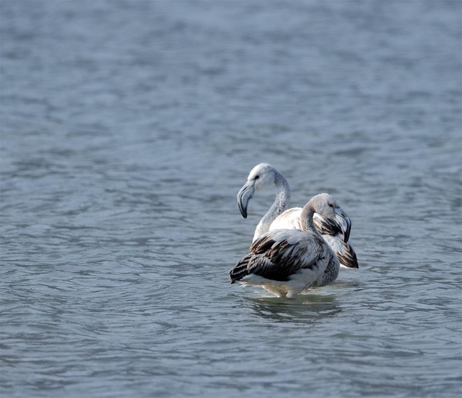 #(���)(2)�����B�w�R�S��