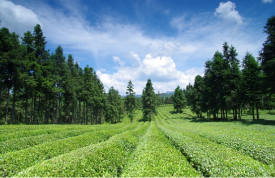 �I�蹝��2021���������}�zӰ�����冢��