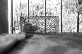 6��16�գ��Lɳ���dС�^�������u�˵ĺ��������Ȼ��һֻ���P�ڻ\�����